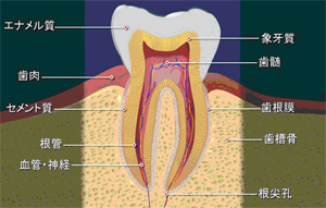 歯の構造