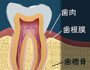 歯周病